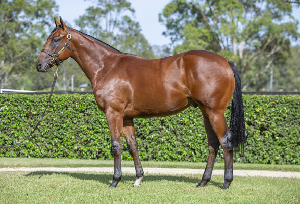 Lot 232: I Am Invincible / Bonham