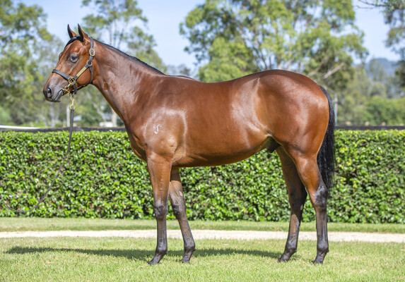 Lot 245: Wootton Bassett (GB) / Casadiva