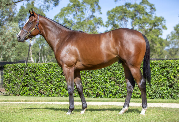 Lot 304: Toronado (IRE) / Falconry