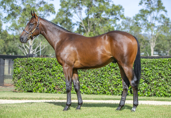 Lot 347: I Am Invincible / Impecunious (NZ)