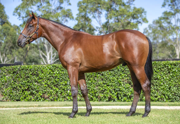 Lot 471: I Am Invincible / Noor Sahara (IRE)