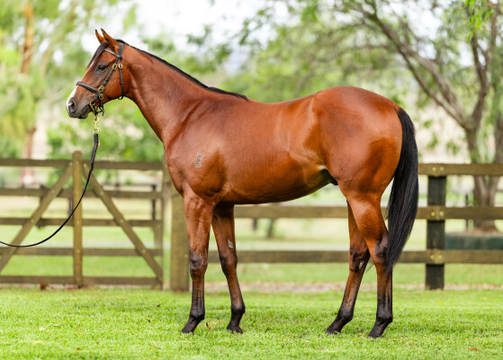 Lot 184: Justify (USA) / Whistle Baby