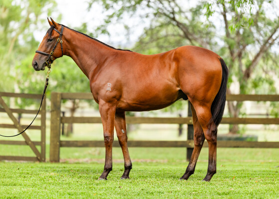 Lot 434: Snitzel / Miss Atom Bomb