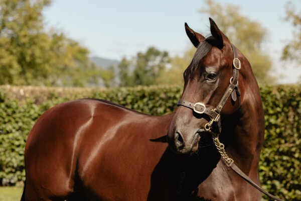 Lot 340: Ardrossan / Hopscotch (NZ)