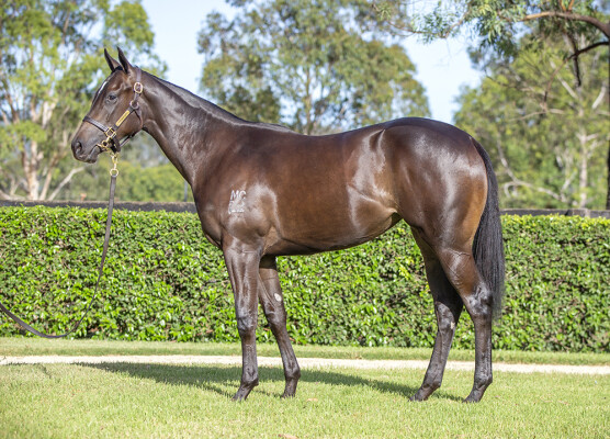 Lot 177: I Am Invincible / Volpe Veloce
