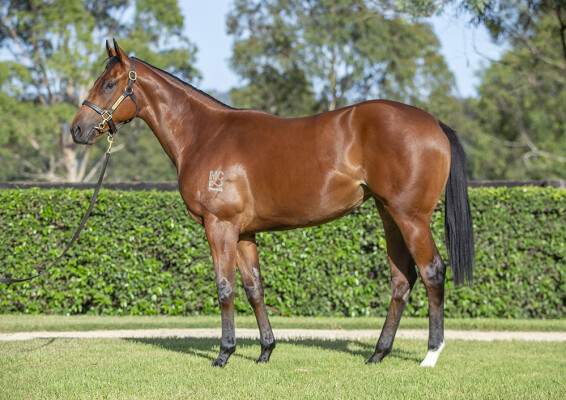 Lot 285: I Am Invincible / Ellicazoom