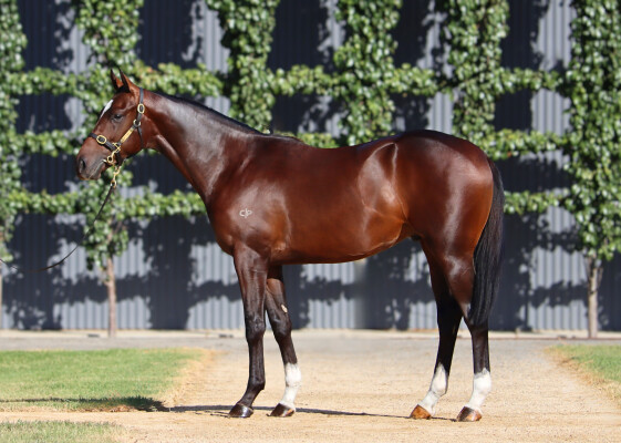 Lot 23: Too Darn Hot (GB) / Portrait of a Lady (USA)