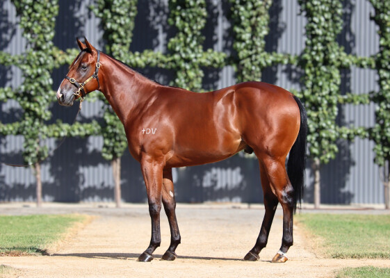 Lot 26: Extreme Choice / Pretty Brazen