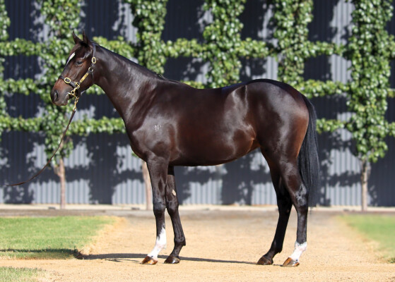 Lot 95: Staphanos (JPN) / Signora Nera (NZ)
