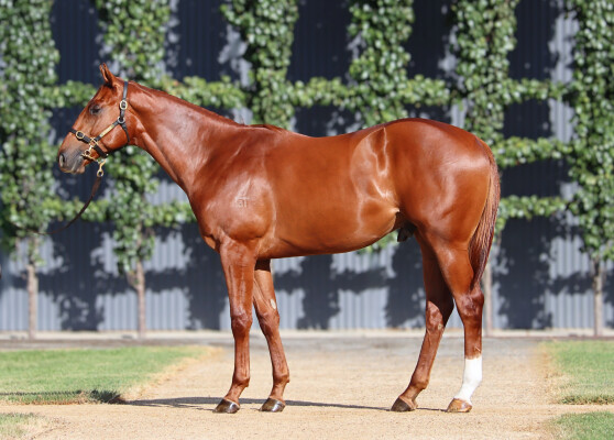 Lot 203: Ole Kirk / Ain'tnofallenstar