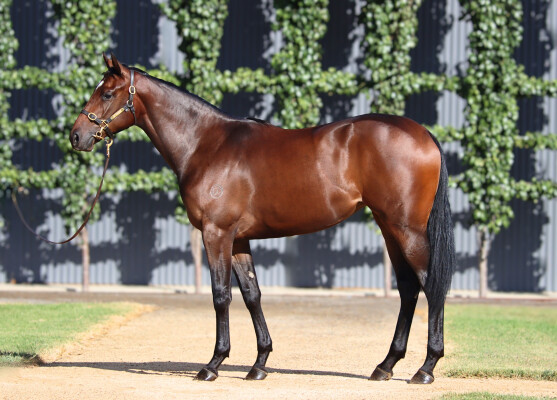 Lot 279: Street Boss (USA) / Eclat