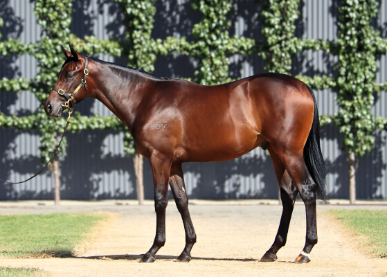 Lot 252: Per Incanto (USA) / Chaquinta (NZ)