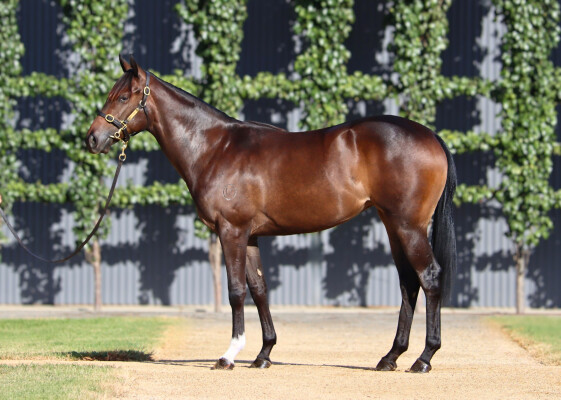 Lot 405: Frankel (GB) / Luna Dorada (IRE)