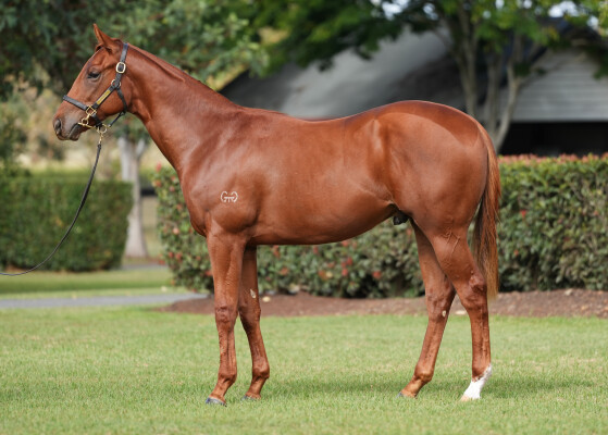 Lot 42: Anamoe / Really Discreet