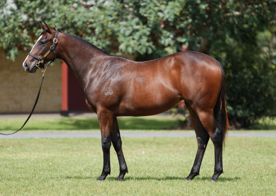Lot 201: Snitzel / Acquired (NZ)