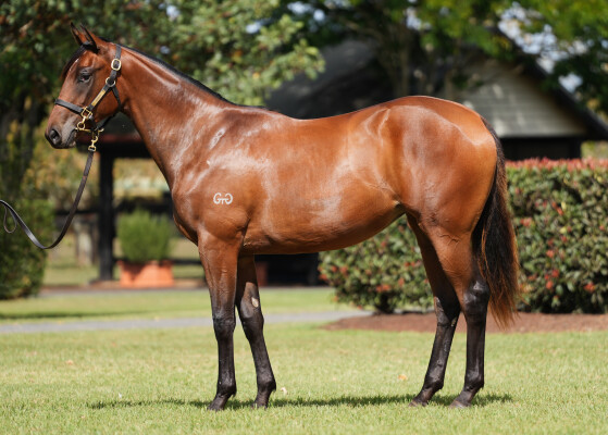 Lot 455: Snitzel / Murchison