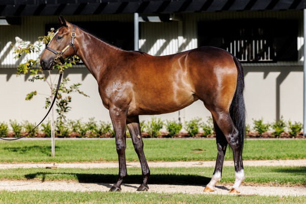 Lot 12: Snitzel / Pavitra