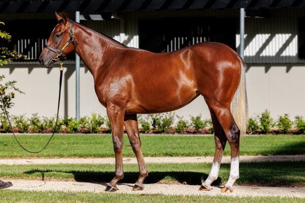 Lot 40: Zoustar / Ravi