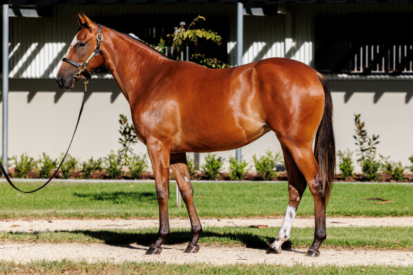 Lot 136: Snitzel / Tamahere (FR)