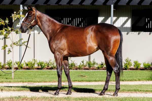 Lot 212: Snitzel / Amiche