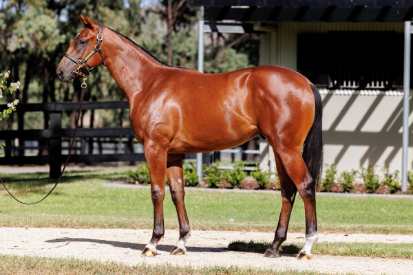 Lot 282: Exceed and Excel / Ektifaa