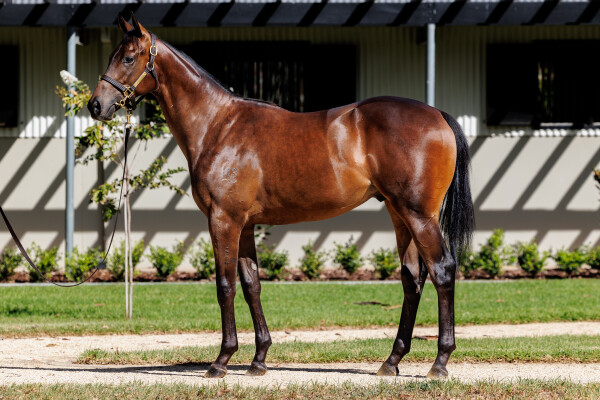 Lot 328: I Am Invincible / Glistening