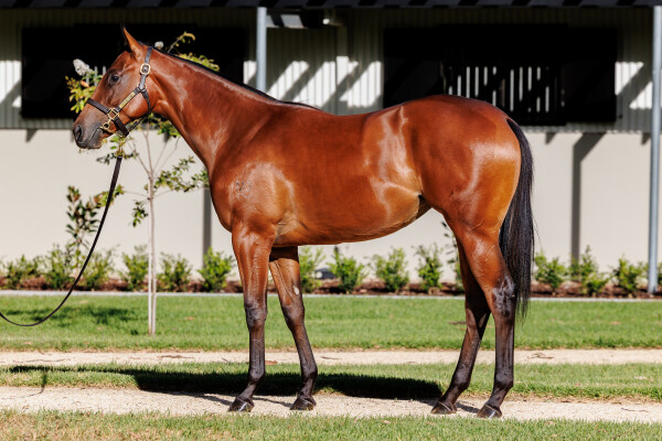 Lot 363: I Am Invincible / Jennifer Eccles (NZ)