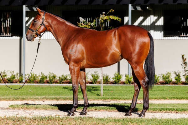 Lot 429: Snitzel / Mileva