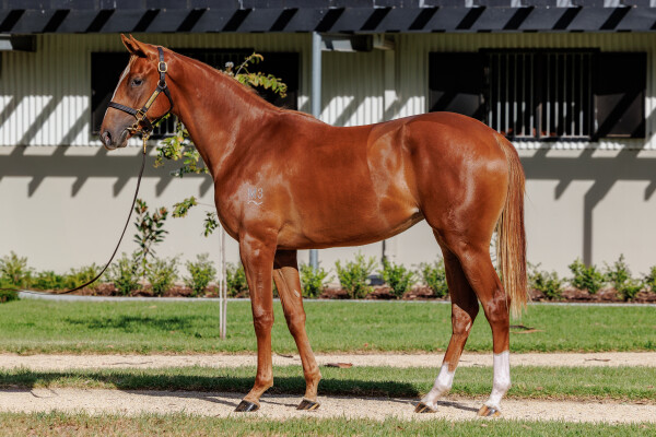 Lot 447: Farnan / More Than Real (USA)