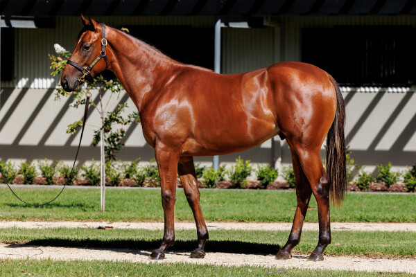Lot 459: Farnan / Nakataan (NZ)