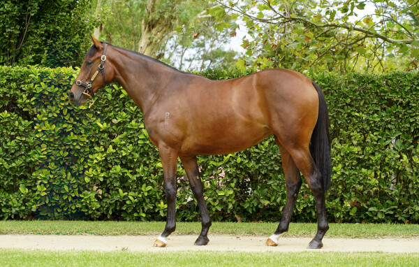 Lot 143: So You Think (NZ) / Temptacion