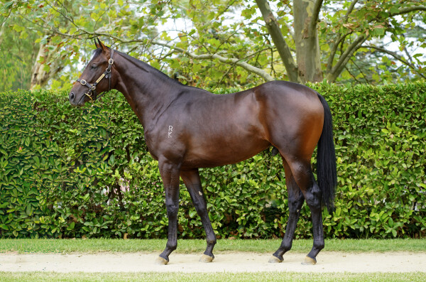 Lot 292: Dundeel (NZ) / English