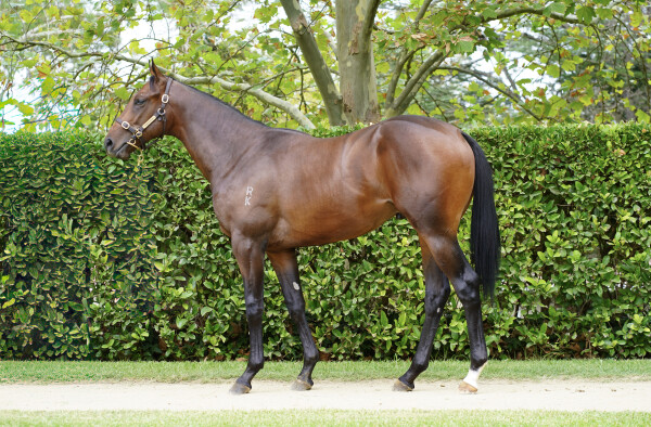 Lot 225: Cool Aza Beel (NZ) / Aware