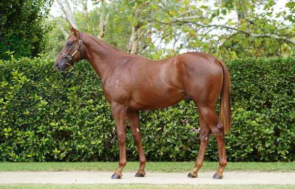 Lot 291: Justify (USA) / Ends in Tears