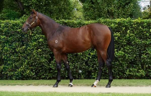Lot 116: So You Think (NZ) / Spanish Whisper