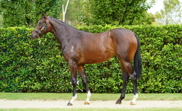 Lot 30: Dundeel (NZ) / Protea