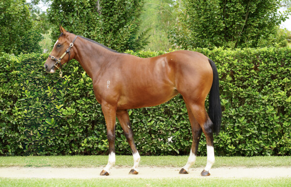 Lot 50: Dundeel (NZ) / Rosie Rocket