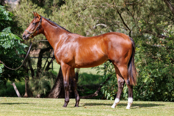 Lot 83: Anamoe / Serene Majesty