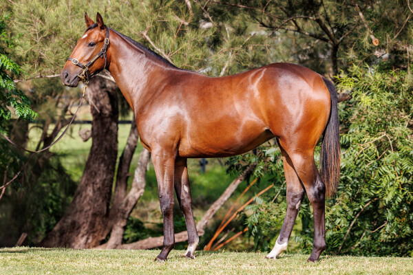 Lot 151: Ole Kirk / Tickle Me Scarlett