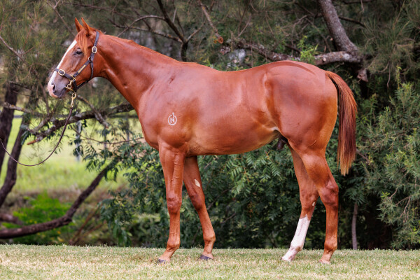 Lot 158: Anamoe / Torvill