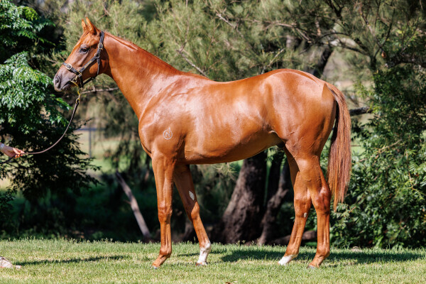 Lot 173: Ole Kirk / Vienna Romance
