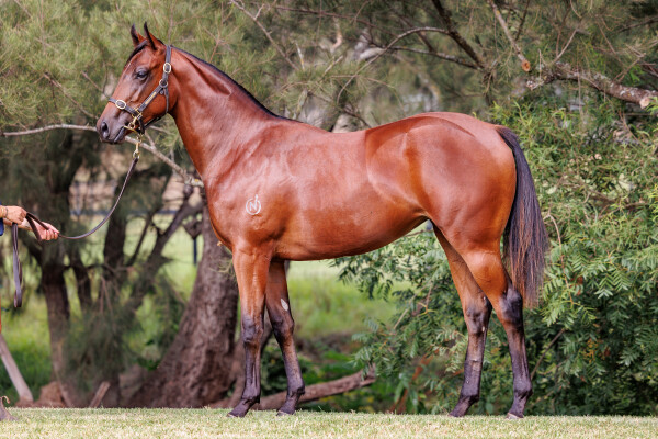 Lot 182: Zoustar / Wayupinthesky
