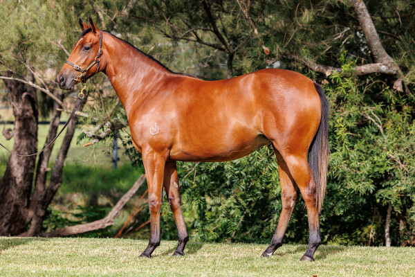 Lot 192: Home Affairs / Yolanda