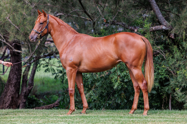 Lot 205: Anamoe / Akari