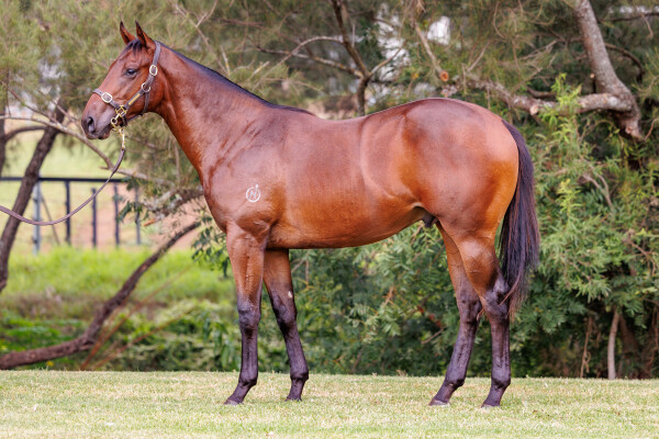 Lot 210: Pinatubo (IRE) / Allegretta