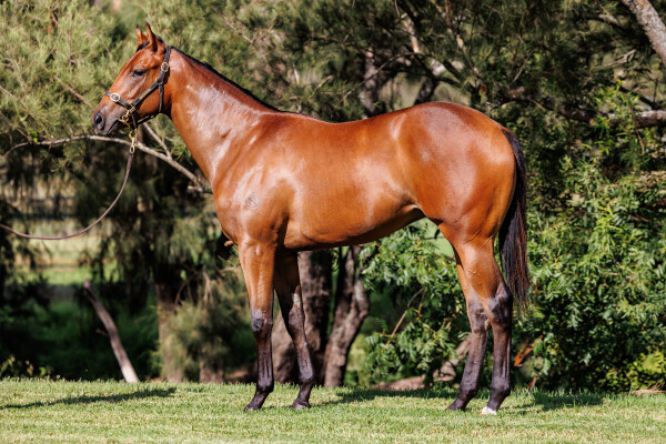 Lot 330: Ole Kirk / Go Indy Go