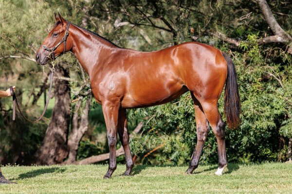 Lot 387: Wootton Bassett (GB) / Lang's Lass