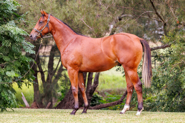 Lot 393: Home Affairs / Lockley Parade
