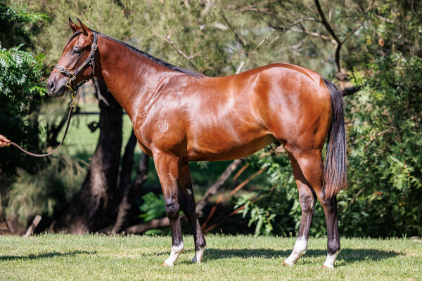 Lot 454: Too Darn Hot (GB) / Mungara