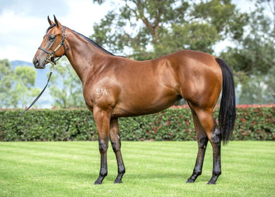 Lot 353: I Am Invincible / Invictus Salute